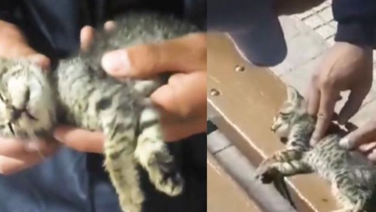 Un agente de policía le salva la vida a un gato tras caer de un ...