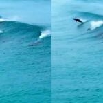 La impresionante imagen de los delfines "surfeando"