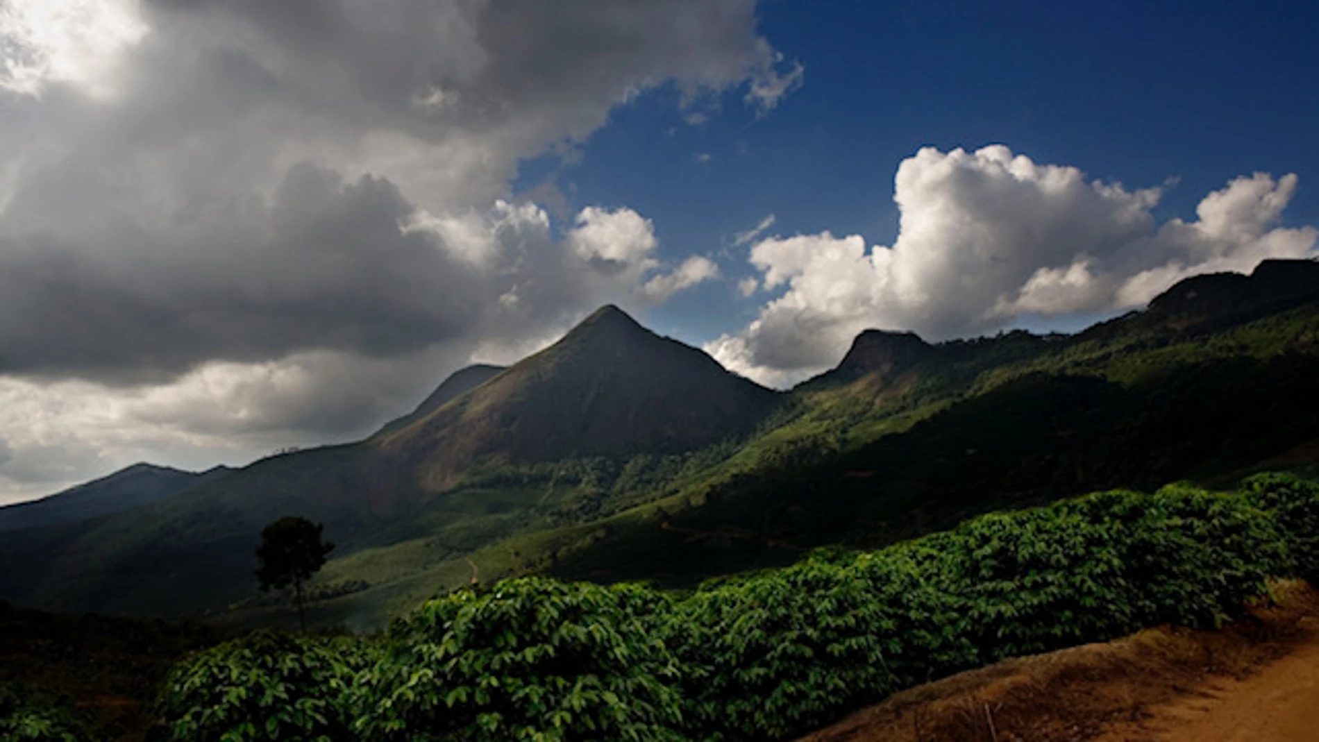 El estado brasileño de Minas Gerais acoge las plantaciones que producen este singular café