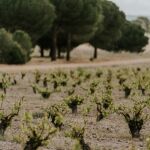 Bodegas José Pariente refuerza su compromiso por una viticultura ecológica y sostenible