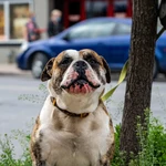 La nueva Ley de Bienestar Animal recoge que ningún perro se puede quedar "sin supervisión presencial" en ningún sitio