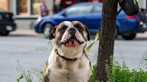 La nueva Ley de Bienestar Animal recoge que ningún perro se puede quedar "sin supervisión presencial" en ningún sitio