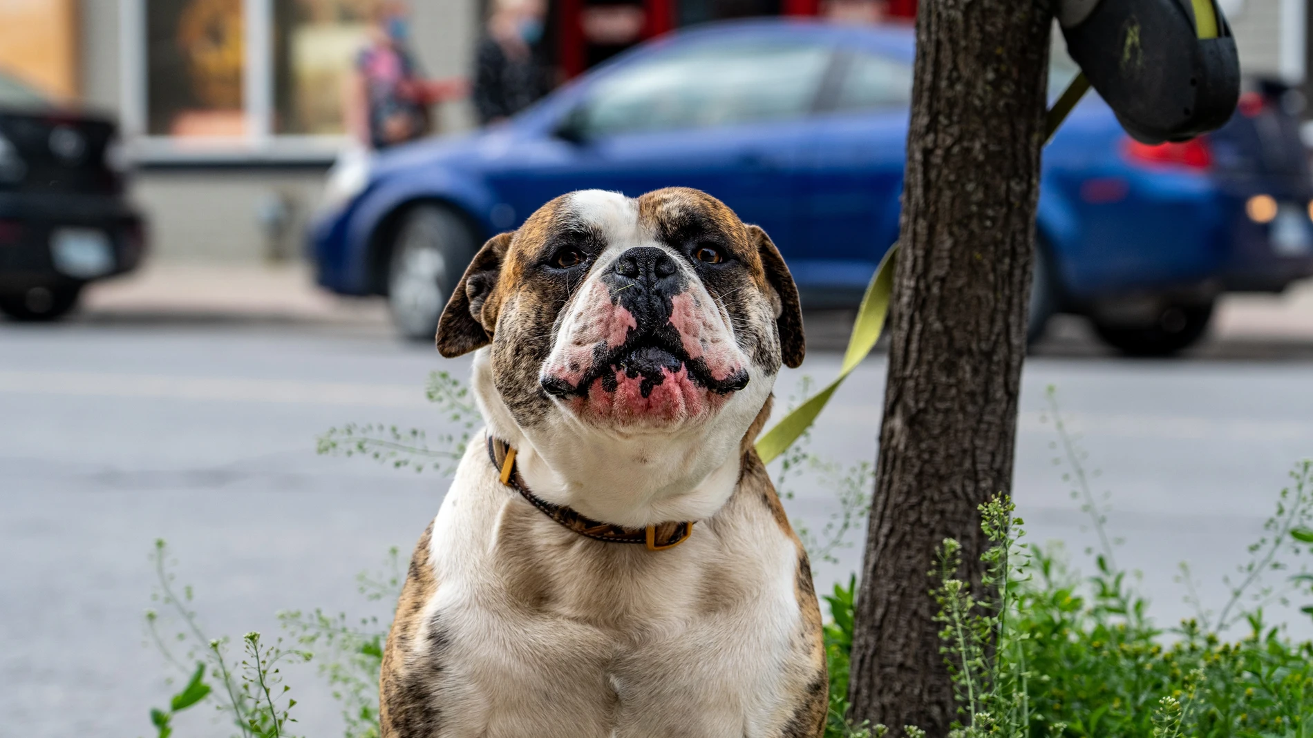 La nueva Ley de Bienestar Animal recoge que ningún perro se puede quedar "sin supervisión presencial" en ningún sitio
