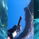 Buzo ayuda a una ballena atrapada en una red