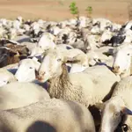 Los ganaderos andaluces alertan de los efectos de la falta de agua