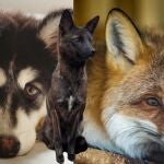 El intrigante híbrido de zorro y perro descubierto en Brasil 
