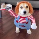 Perro se disfraza del icónico muñeco asesino Chucky