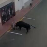 La impactante cogida por asta de toro en els "bous al carrer" de Puçol 