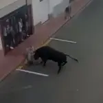 La impactante cogida por asta de toro en els &quot;bous al carrer&quot; de Puçol 