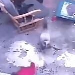 Gato salva la vida de un bebé