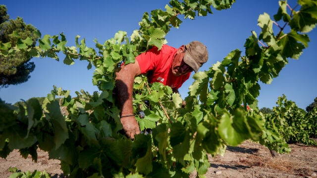 Economía.- Agricultores y ganaderos percibirán a partir del lunes cerca de 2.500 millones en pagos anticipados de la PAC