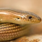 El libro nos descubre algunos animales que también están en peligro de extinción