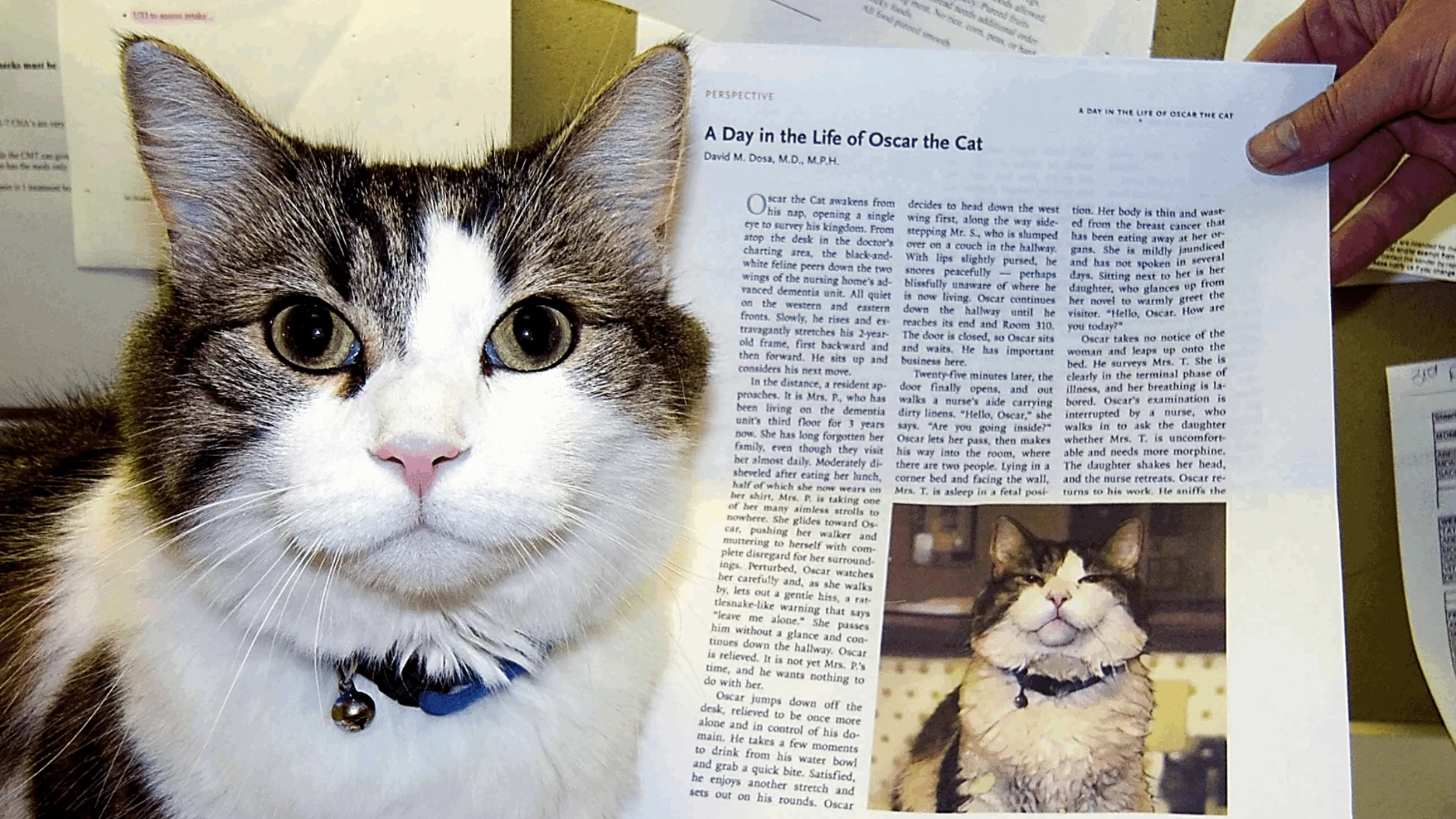 Oscar, el gato que predijo la muerte de más de 100 ancianos