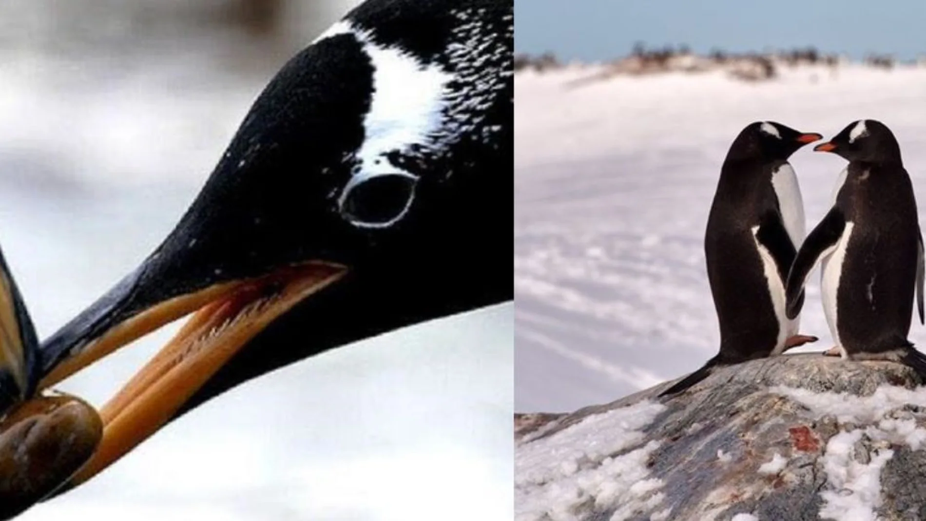 El romántico cortejo de los pingüinos