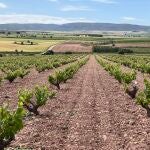 Ruta del Vino de Almansa se incorpora oficialmente a Acevin, cuya Junta Directiva sigue presidiendo Alcázar de San Juan