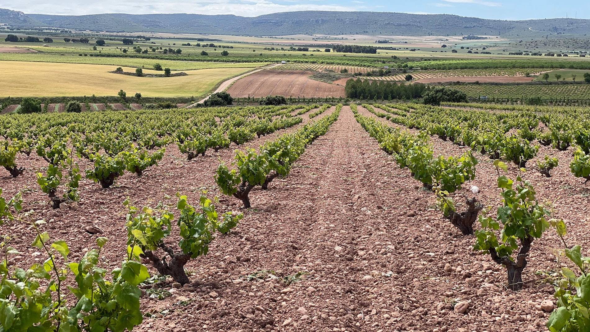 Ruta del vino de Almansa. ACEVIN (Foto de ARCHIVO) 28/05/2021