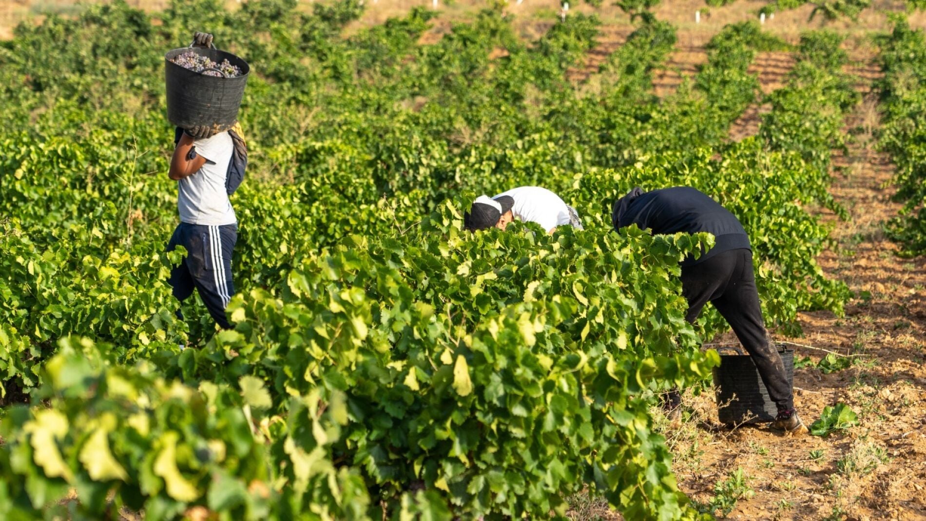 Finaliza La Vendimia En La DO Cigales Con La Recogida De 7,8 Millones ...