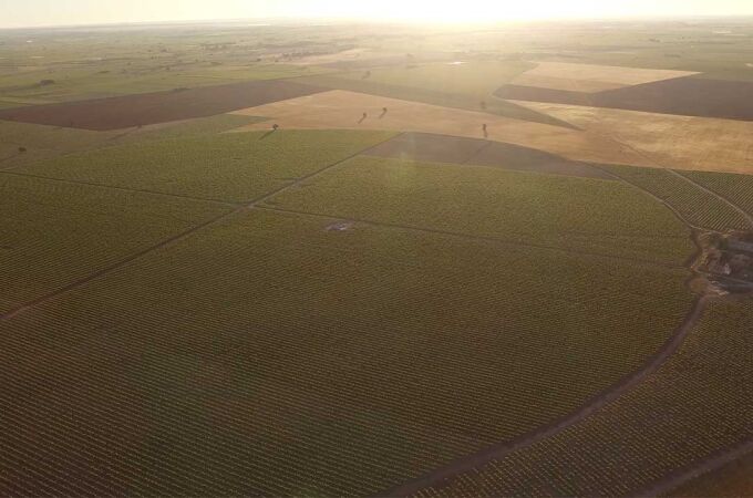 Vista aérea de viñedos pertenecientes a Movialsa-Grupo Huertas