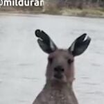 El momento en el que el canguro tiene atrapado al perro