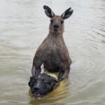Un hombre rescata a su perro del ataque de un canguro en Australia