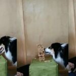 Border Collie juega una partida al Jenga