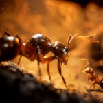 Empire of the Ants: el llamativo videojuego sobre colonias de hormigas roza el fotorrealismo.