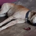 Morgan, el Hachiko filipino