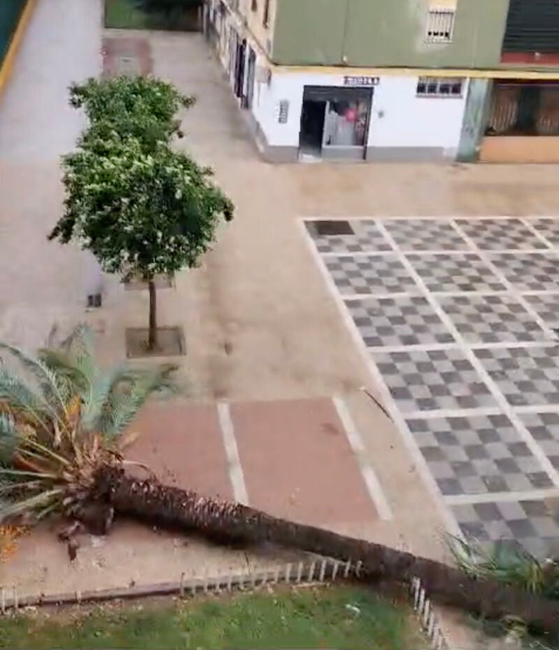 Fotograma de la palmera tras caer por las fuertes rachas de viento causadas por la borrasca &quot;Aline&quot;