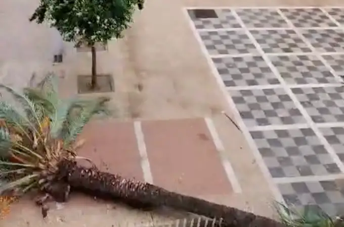 Una palmera de gran tamaño cae en Sevilla segundos después de que un transeúnte pasara por debajo