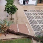Fotograma de la palmera tras caer por las fuertes rachas de viento causadas por la borrasca "Aline"
