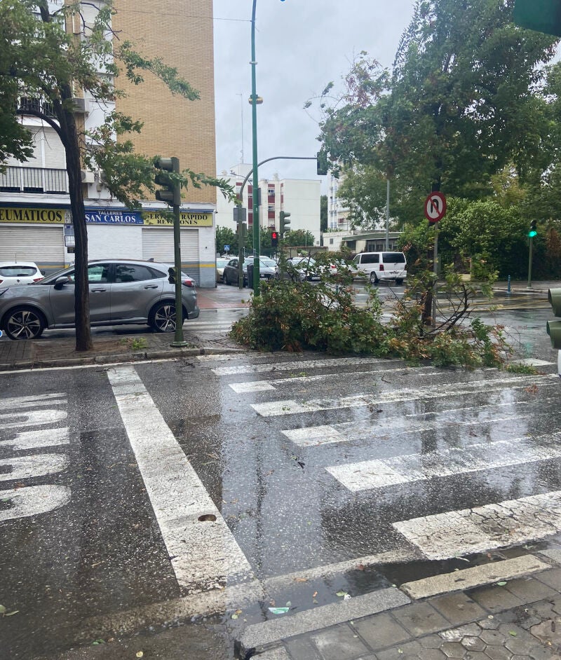 Otro árbol deja anegado un paso de peatones