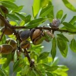 Detalle de las ramas de un almendro con sus frutos
