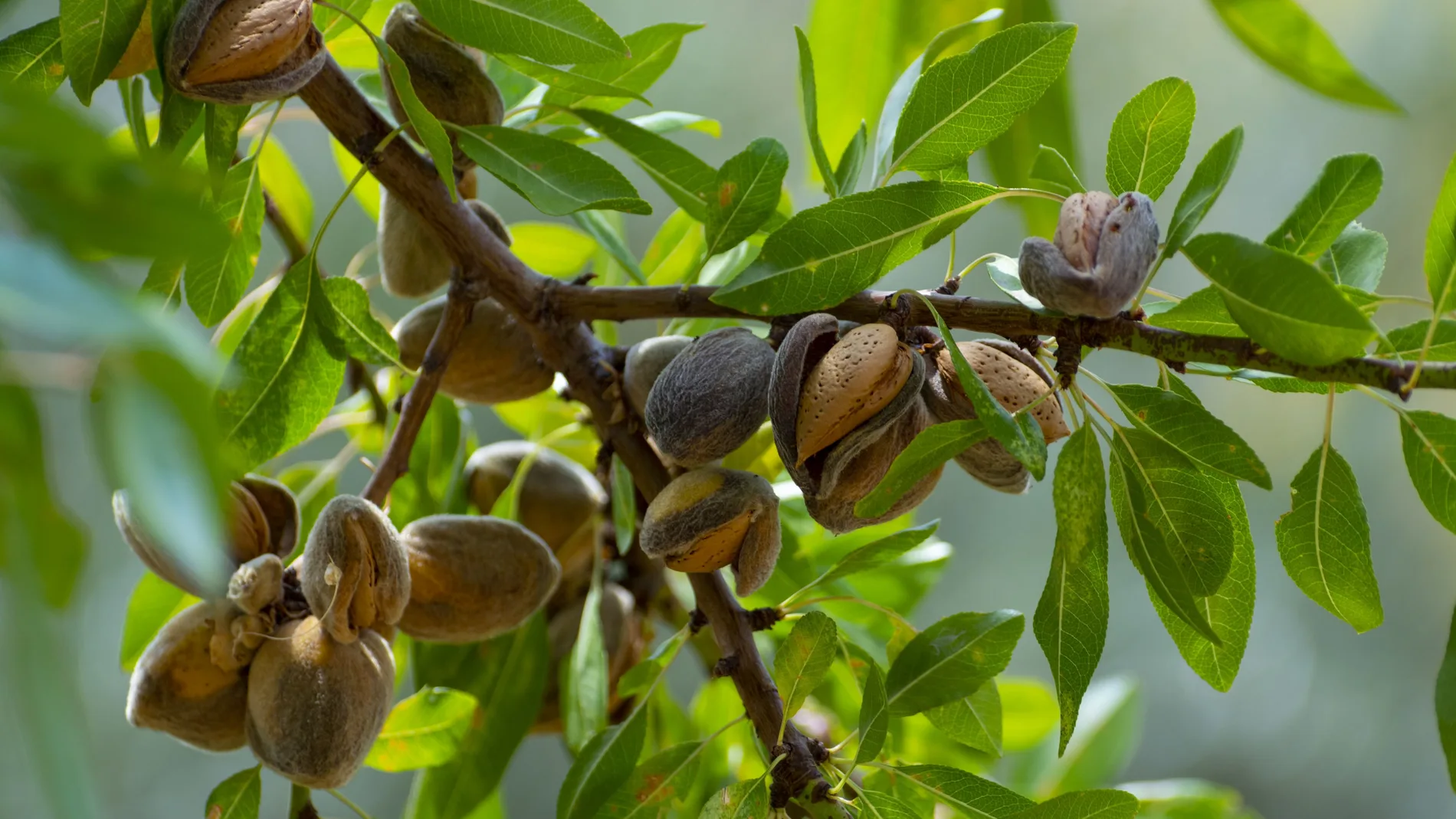 Detalle de las ramas de un almendro con sus frutos