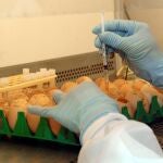 inoculación de una muestra biológica de posible gripe aviar