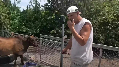 Frank Cuesta junto a una de sus vacas