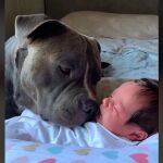 Un perro observando al bebé de sus dueños