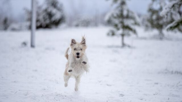 Un perro juega en un parque nevado de Vitoria en enero de 2023