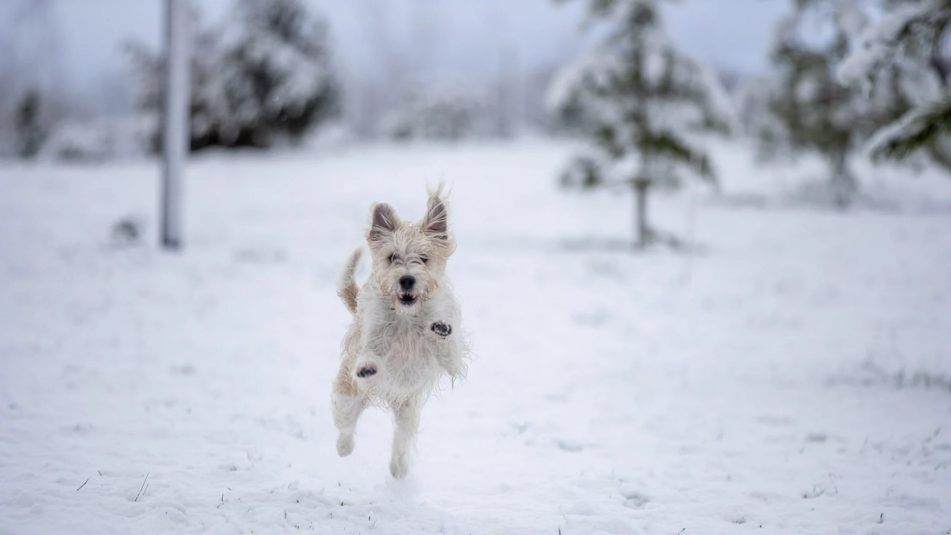 -FOTODELDÍA- GRAFCAV4142. VITORIA, 18/01/2023.-Un perro juega en un parque de Vitoria, ciudad en la que la nieve cae desde primeras horas de esta madrugada. EFE/David Aguilar