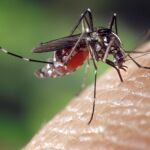 Mosquito tigre 