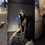 El dueño de un gran danés compra tres billes de avión para viajar con su mascota 