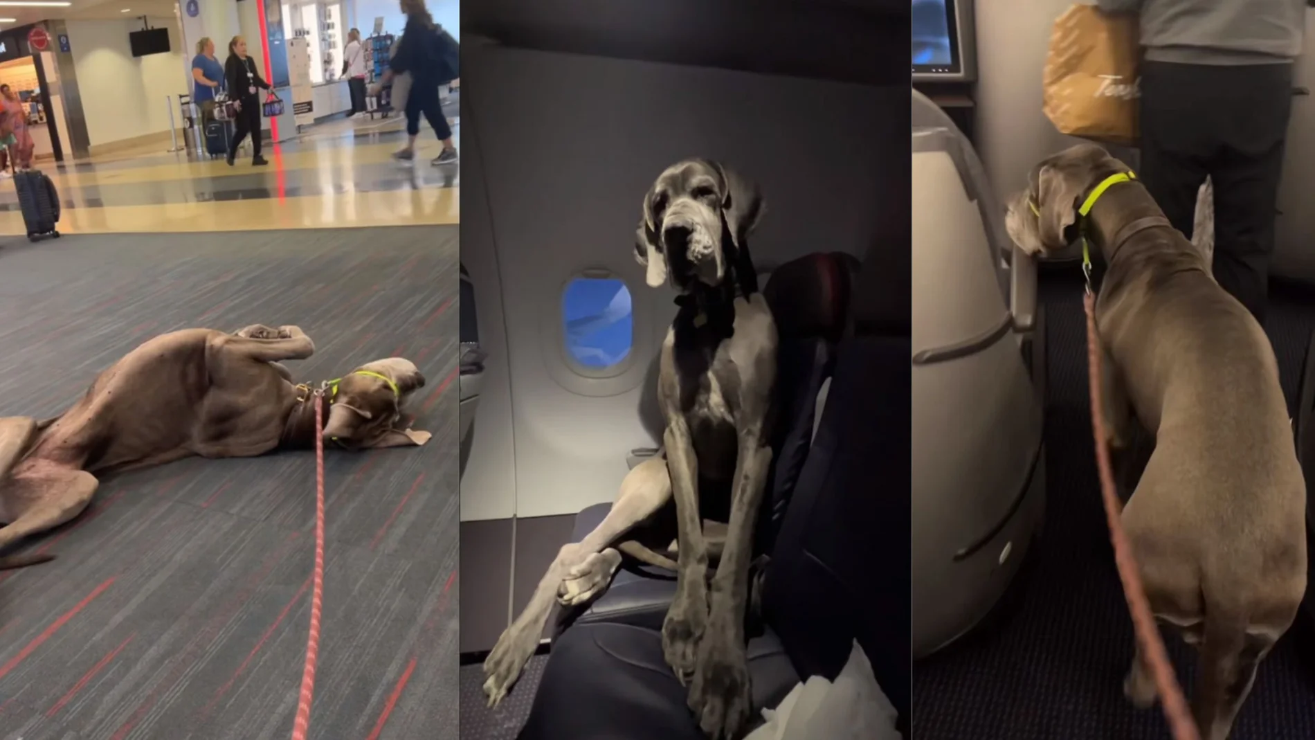 El dueño de un gran danés compra tres billes de avión para viajar con su mascota 