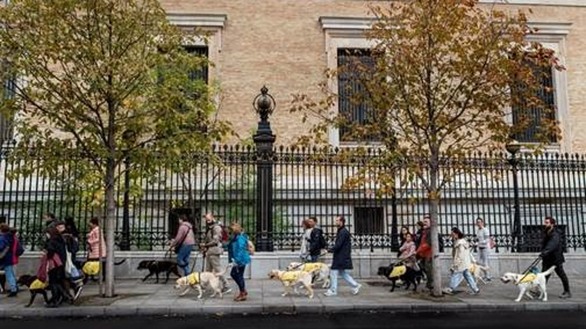 MADRID.-Perros guía y sus dueños marchan en Madrid para que las personas ciegas puedan acceder acompañadas a todos los lugares