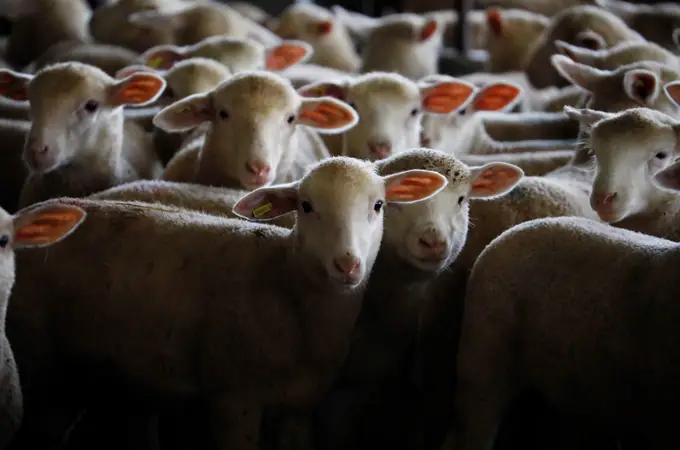Los precios de los corderos se disparan a niveles históricos