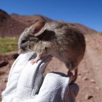 Ejemplar de pericote panza gris, uno de los roedores hallados en las cumbres andinas.