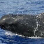 ¿Conoces el balfín? el cruce entre el delfín y la orca negra