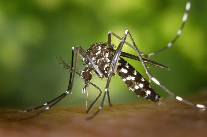 El secreto de la fertilidad podría ser una bacteria (en mosquitos)