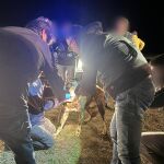La Guardia Civil realiza la lectura de microchips y toma muestras de la dentadura de los perros implicados en el suceso de La Hiniesta 