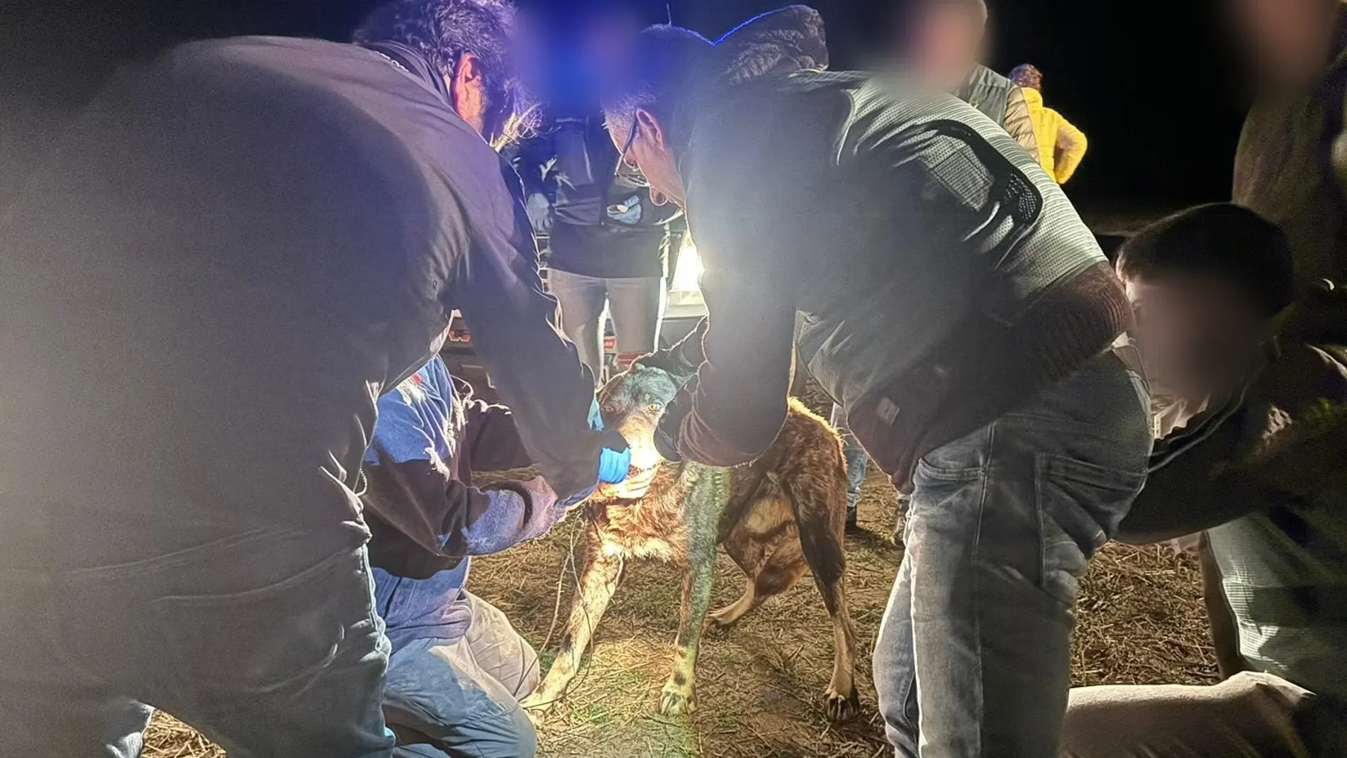 La Guardia Civil realiza la lectura de microchips y toma muestras de la dentadura de los perros implicados en el suceso de La Hiniesta