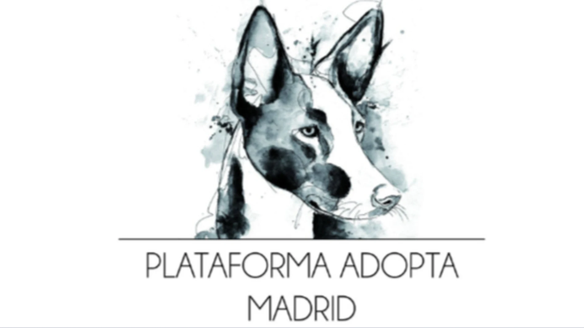 La Plataforma Adopta Madrid lucha por sobrevivir 