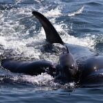 Dos orcas "jugando" con una cría de marsopa. Se han registrado 78 actos similares. 